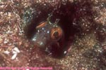 seaweed blenny