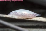 cyphoma