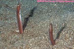 brown garden eels