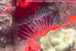 rough fileclam