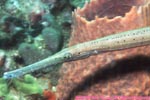 trumpetfish