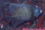 french angelfish