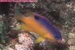 juvenile longfin damselfish