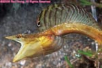 yellowface pikeblenny