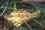 slender filefish