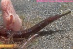 pipefish