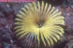 yellow fanworm