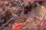 Pederson cleaner shrimp