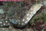 sharptail eel