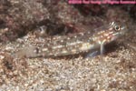 bridled goby