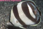 banded butterflyfish