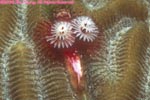 Christmas tree worm