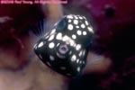 Trunkfish