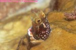 secretary blenny