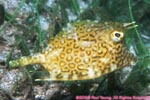 scrawled cowfish