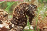 longsnout seahorse