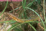 yellowface pikeblenny