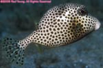 spotted trunkfish