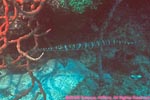 trumpetfish