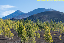 pine forest and mountain