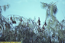 fruit bats