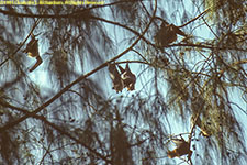 fruit bats