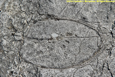 fossil