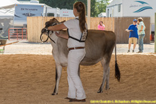 heifer
