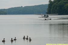 C172 taxiing, with geese