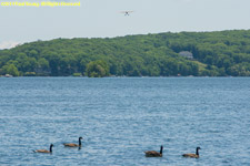 approach, with geese