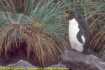 nest burrow, New Island