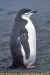 chinstrap penguin