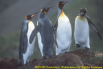 four kings at Gold Harbor