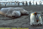 with king penguins