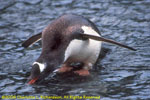 gentoo drinking from meltwater stream