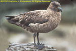 Falklands skua