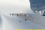 Adelie penguins on an iceberg