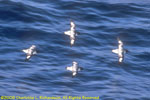 pintado petrels