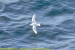 snow petrel