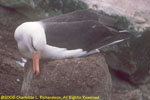 adult on nest