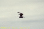 Antarctic tern