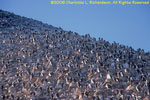 cormorant colony