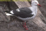 adult kelp gull on nest, New Island