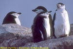 chinstrap penguins