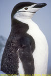 chinstrap penguin