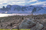 gentoo penguin colony