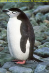 chinstrap penguin