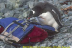 gentoo chick with life vest