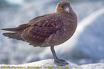 south polar skua