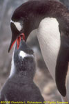 gentoo penguin feeding chick